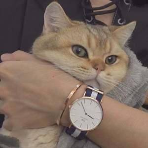 久久99AV无色码人妻蜜柚
